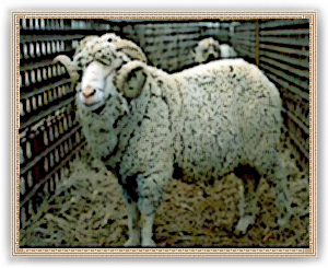Wool Farm 