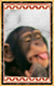 Ручная обезьянка